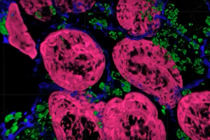 image of cells