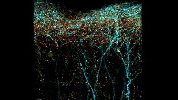 still image of neural circuits